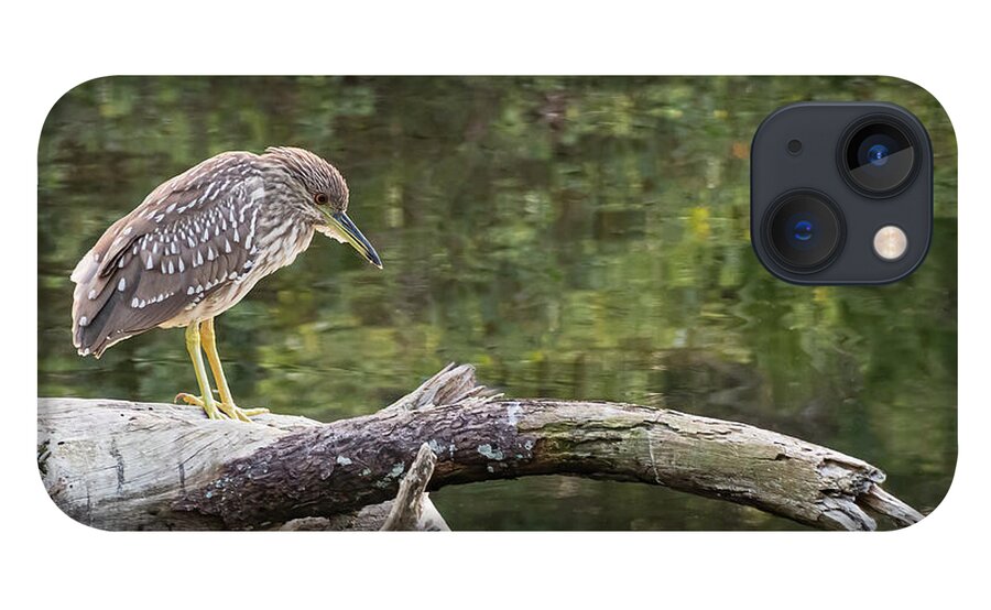 Black-crowned Night Heron iPhone 13 Case featuring the photograph Peaceful Juvenile Black-crowned Night Heron by Dawn Currie