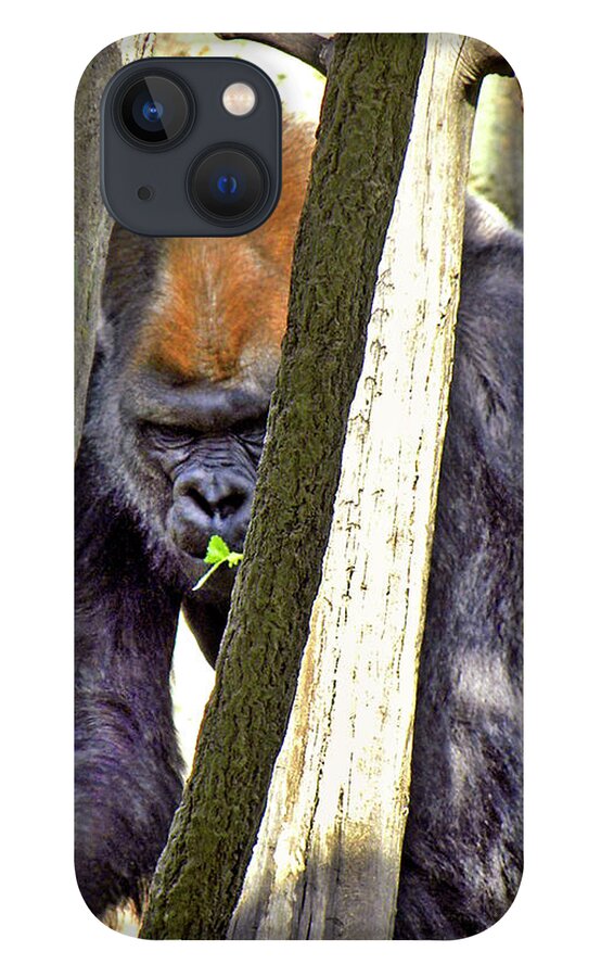 Gorilla iPhone 13 Case featuring the photograph Peek-A-Boo by Kerry Obrist