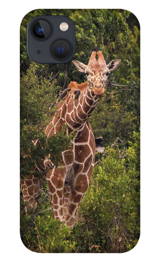 Giraffe iPhone 13 Case featuring the photograph Peek A Boo by Laura Hedien