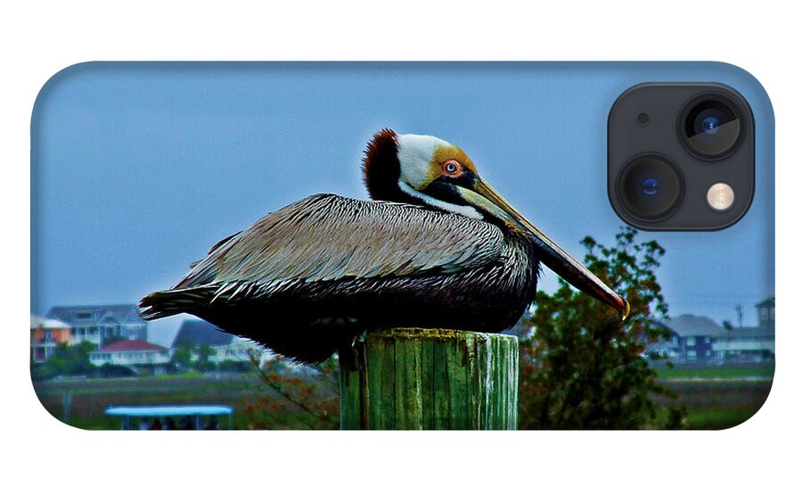 Pelican iPhone 13 Case featuring the photograph Pelican Laying On A Post - Color by Joey OConnor Photography