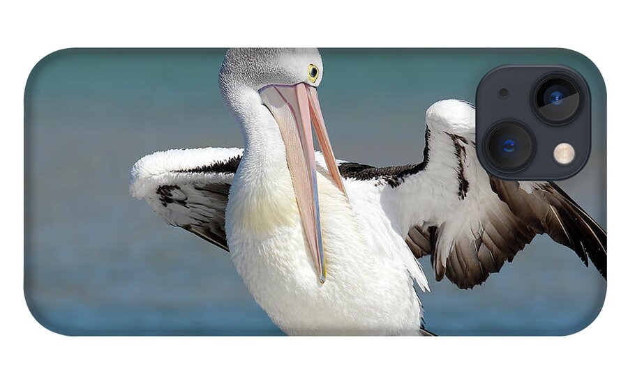 Pelicans iPhone 13 Case featuring the digital art Pelican Tuncurry 590. by Kevin Chippindall