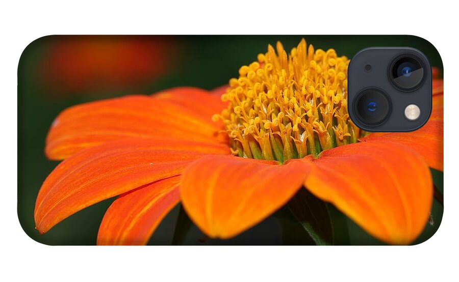 Mexican Sunflower iPhone 13 Case featuring the photograph Pie of Nectar by Mingming Jiang