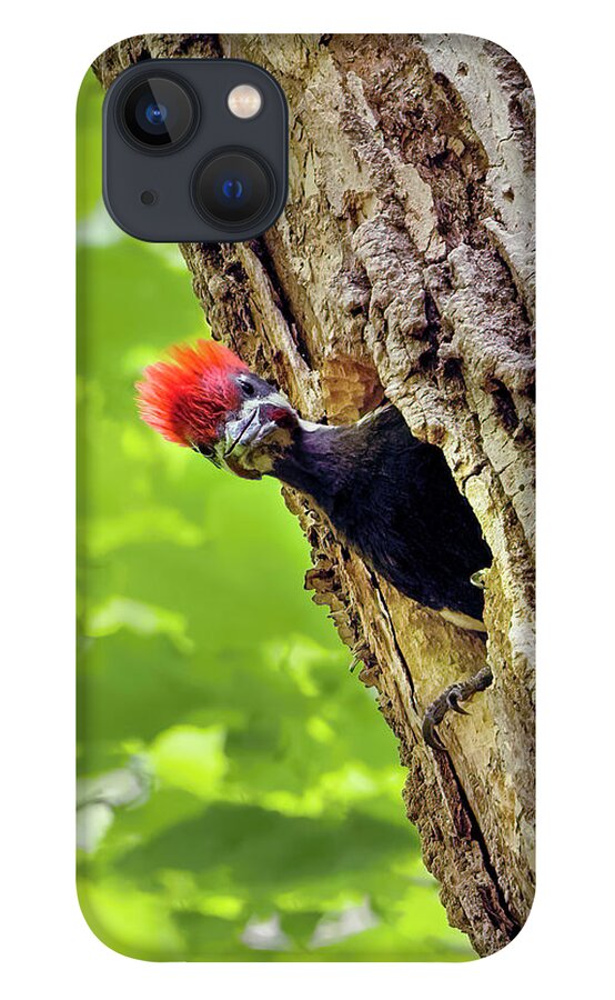 Pileated Woodpecker Chick iPhone 13 Case featuring the photograph Pileated Woodpecker Chick by Sandra Rust