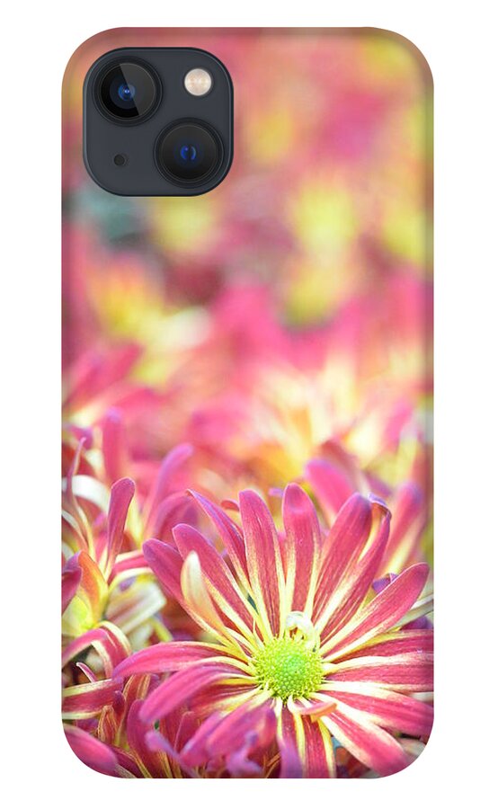 Daisy iPhone 13 Case featuring the photograph Pink and Yellow Daisies 1 by Amy Fose