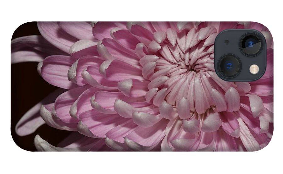 Chrysanthemum iPhone 13 Case featuring the photograph Pink Chrysanthemum 2 by Mingming Jiang