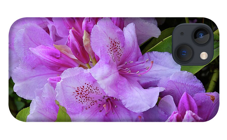 Pink Rhododendron iPhone 13 Case featuring the photograph Pink Rhododendron by Scott Cameron
