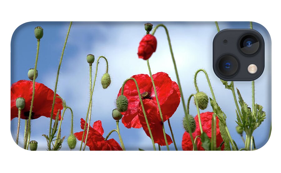 Poppies iPhone 13 Case featuring the photograph Poppy Art by Baggieoldboy