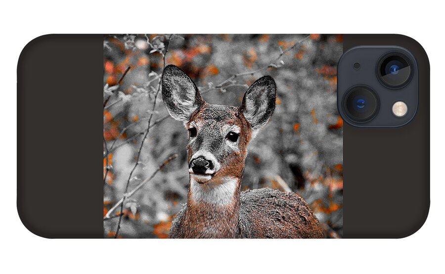 Wildlife iPhone 13 Case featuring the photograph Portrait in Orange by Mary Walchuck