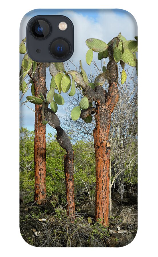 Republic Of Ecuador iPhone 13 Case featuring the photograph Prickly Pear cactus, Opuntia echios barringtonensis, Santa Cruz Island, Galapagos Islands, Ecuador by Kevin Oke
