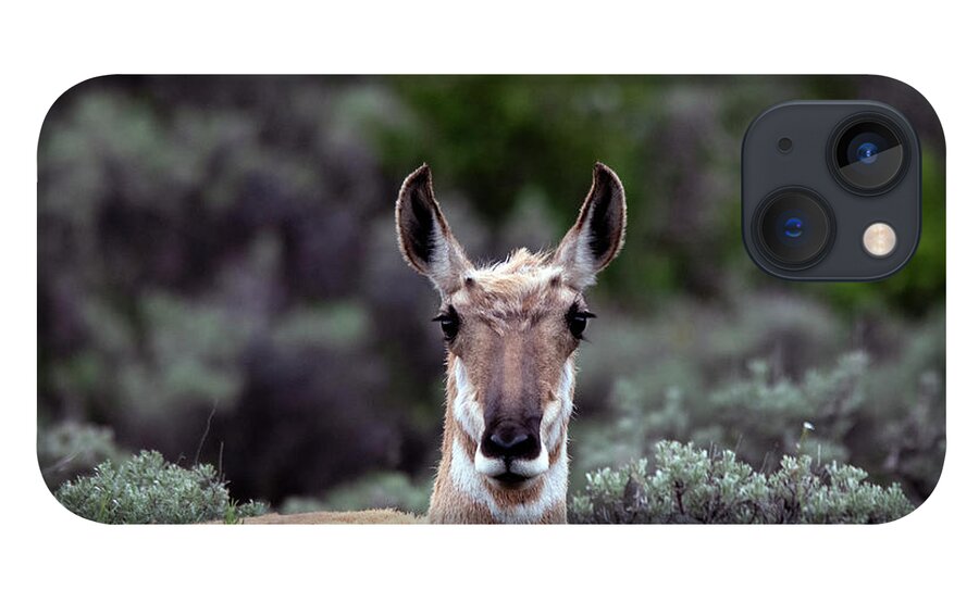 Pronghorn Antelope Looking On iPhone 13 Case featuring the photograph Pronghorn Antelope looking on by Carolyn Hall