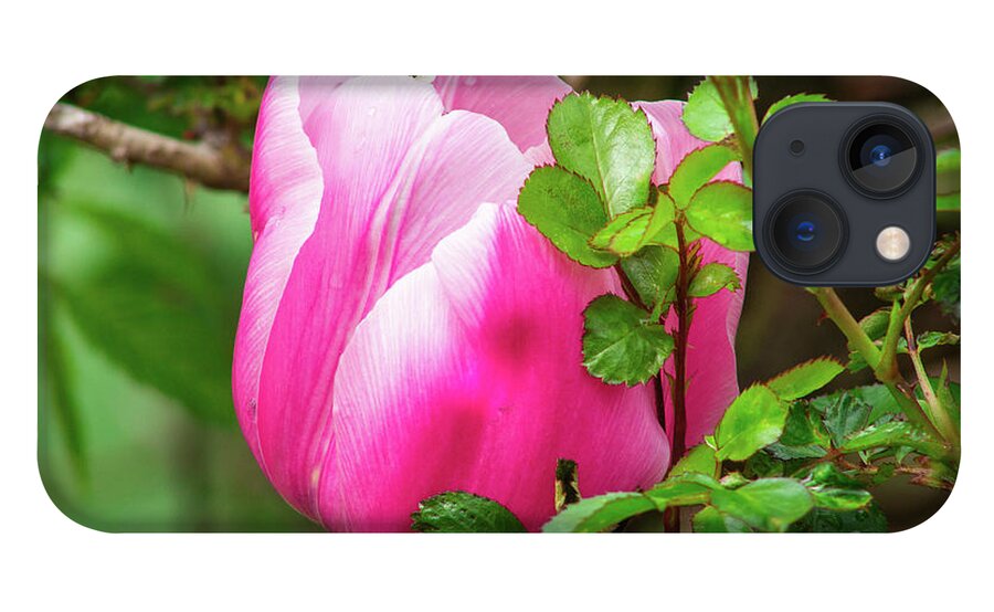 Green iPhone 13 Case featuring the photograph Purple and White Tulip Tucked Among the Leaves by Auden Johnson