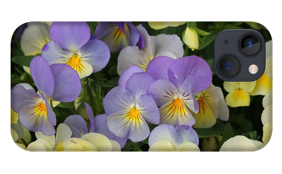 Nature iPhone 13 Case featuring the photograph Purple and Yellow Pansies by Sheila Brown