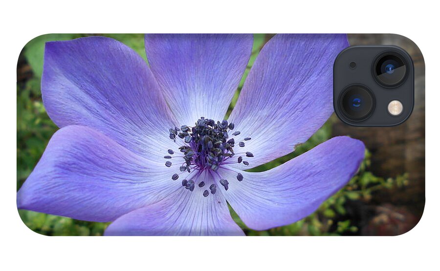 Purple iPhone 13 Case featuring the photograph Purple bloom by Nancy Graham