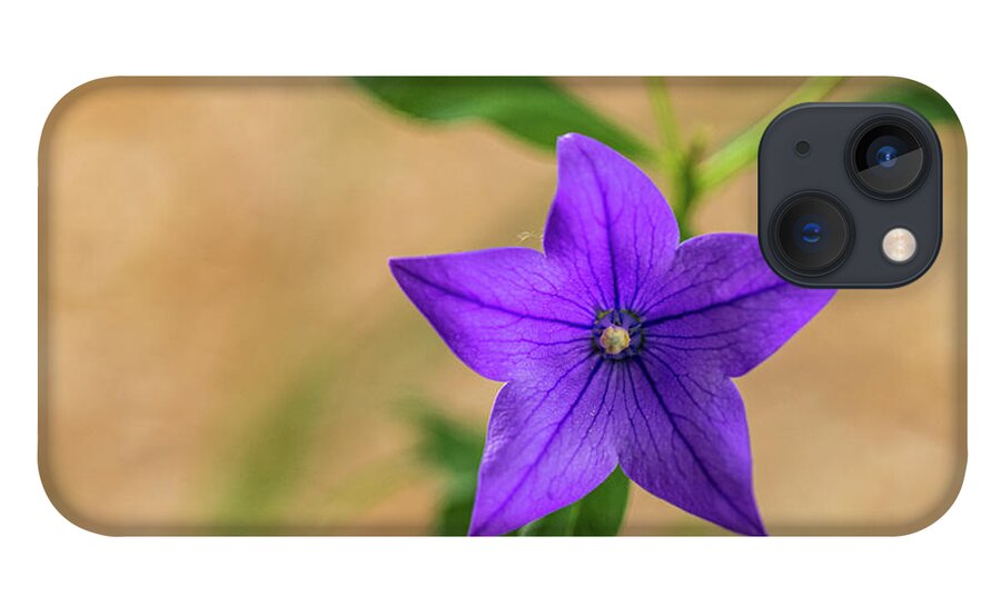 Flower iPhone 13 Case featuring the photograph Purple Flower with Tan by Amelia Pearn