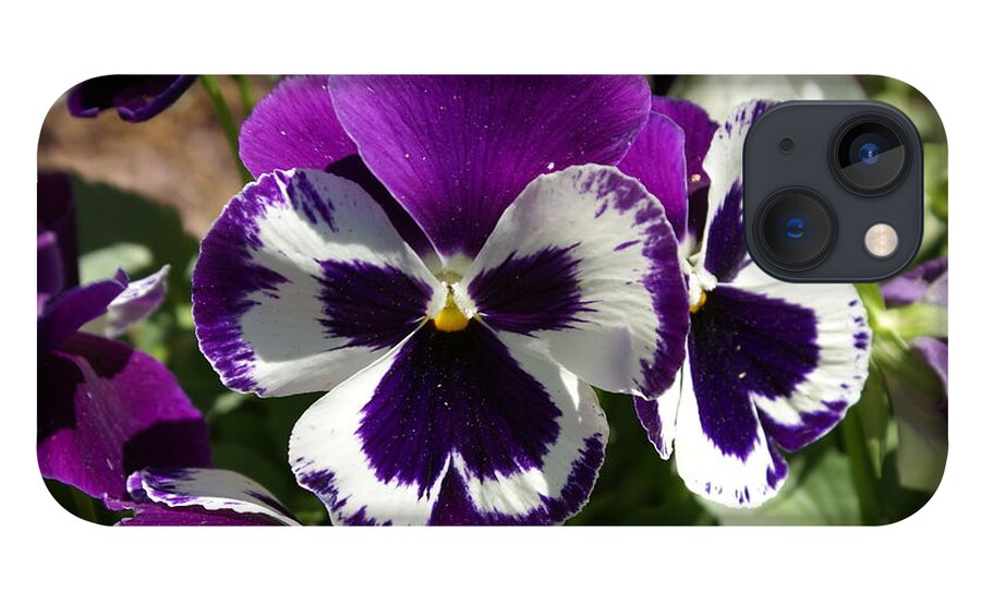  iPhone 13 Case featuring the photograph Purple Pansy by Heather E Harman