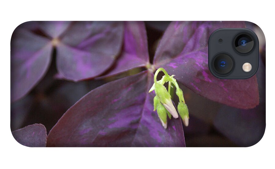  iPhone 13 Case featuring the photograph Purple Shamrock Buds by Heather E Harman