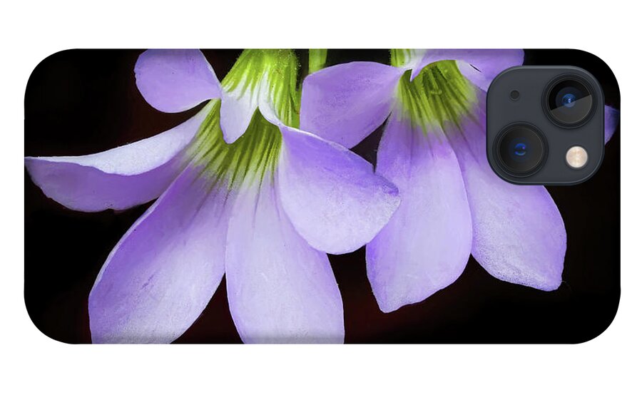 Purple Shamrock iPhone 13 Case featuring the photograph Purple Shamrock Flowers by Gary Slawsky