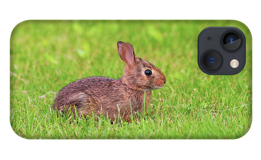 Animals iPhone 13 Case featuring the photograph Rabbit in the Grass by Amelia Pearn