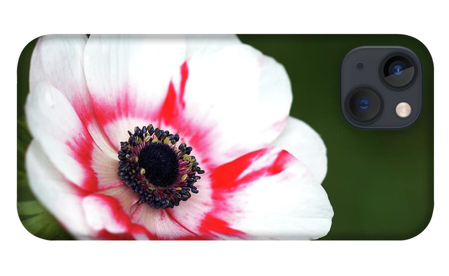 Nature iPhone 13 Case featuring the photograph Raspberry Rippled Anemone by Baggieoldboy