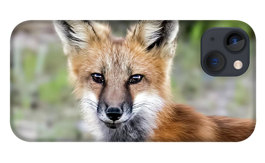 Red Fox iPhone 13 Case featuring the photograph Red Fox Portrait by Dawn Key