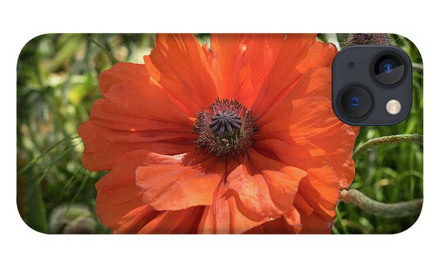 Poppy iPhone 13 Case featuring the photograph Red poppy and green meadow by Adriana Mueller