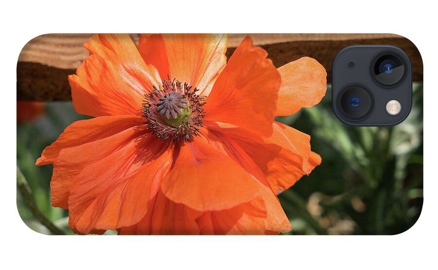 Poppy iPhone 13 Case featuring the photograph Red poppy, wood and summer meadow by Adriana Mueller