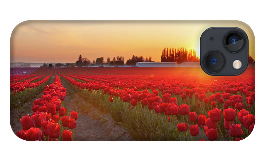 Tulips iPhone 13 Case featuring the photograph Red Tulip Sunset by Michael Rauwolf