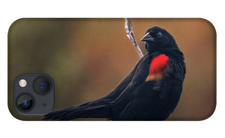 Blackbird iPhone 13 Case featuring the photograph Red Winged Blackbird by Rebecca Herranen