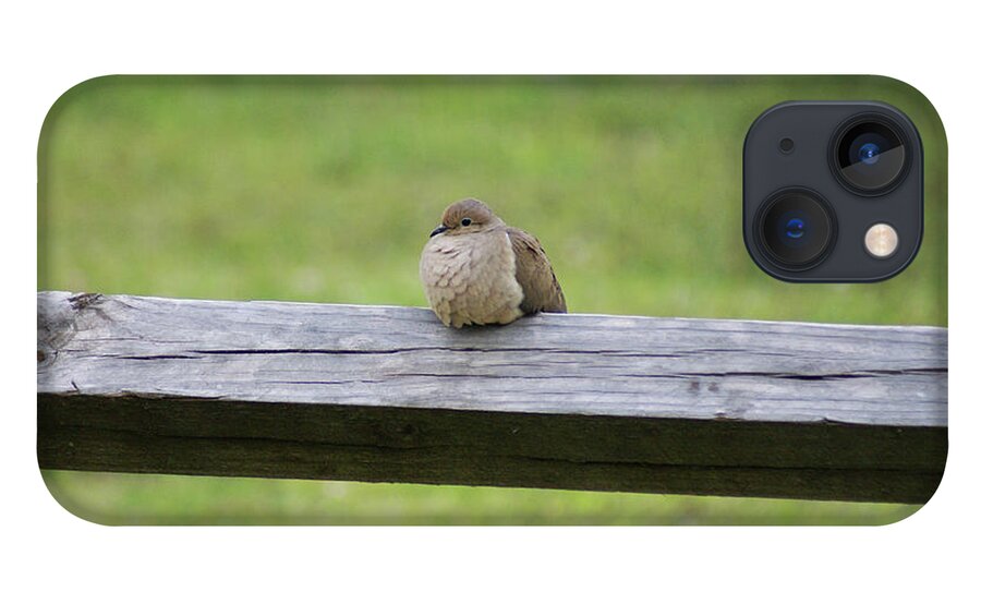  iPhone 13 Case featuring the photograph Resting Dove by Heather E Harman
