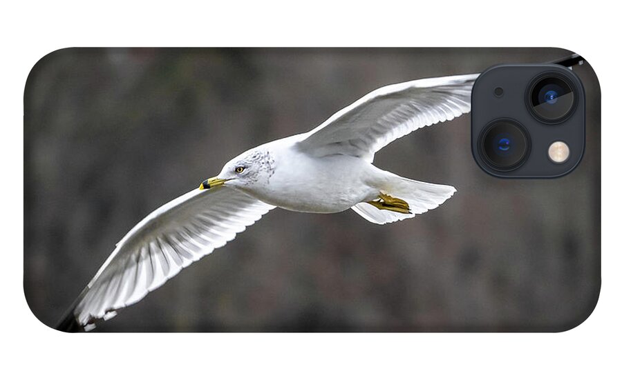 Bird iPhone 13 Case featuring the photograph Ring-billed Gull by Rick Nelson