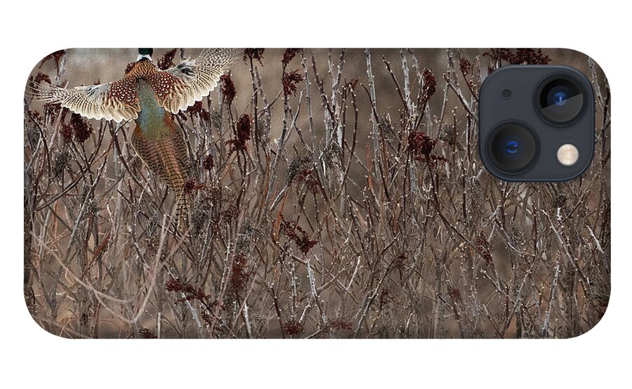 Ringed-neck-pheasant iPhone 13 Case featuring the photograph Ringed-Neck-Pheasant on Wild Sumac by Sandra Rust