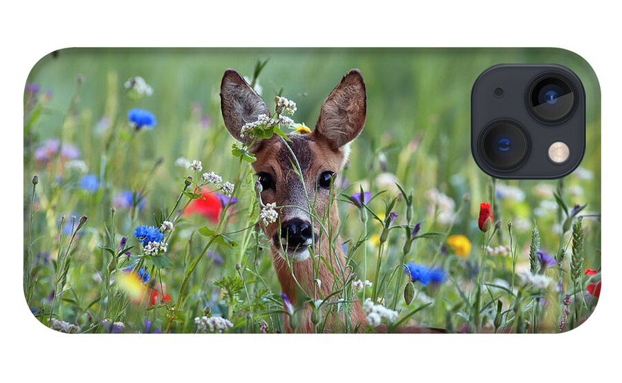 00540443 iPhone 13 Case featuring the photograph Roe Deer Amid Wildflowers by Ronald Stiefelhagen