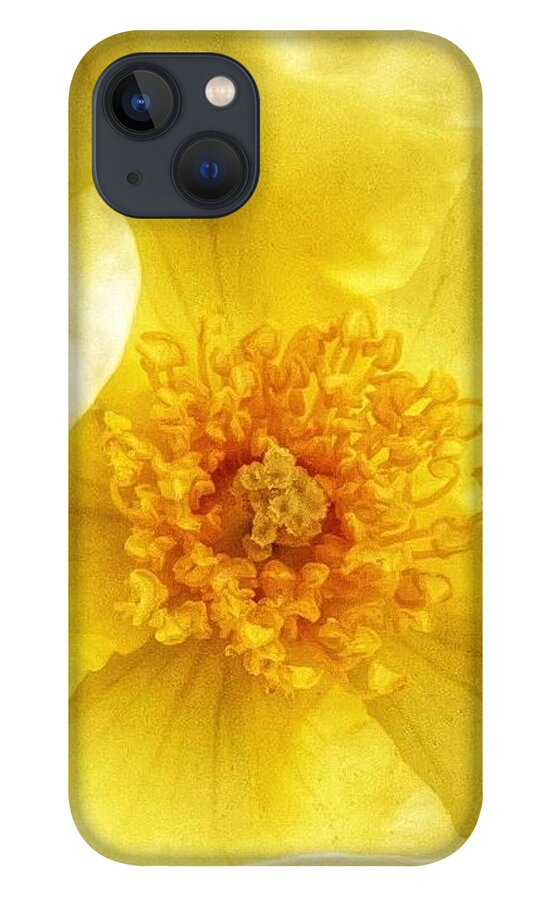 Yellow iPhone 13 Case featuring the photograph Rosa Sun Flare by Wendy Golden