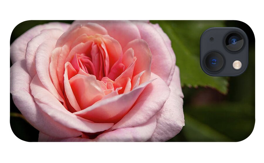 Rose iPhone 13 Case featuring the photograph Rose' by Ryan Huebel