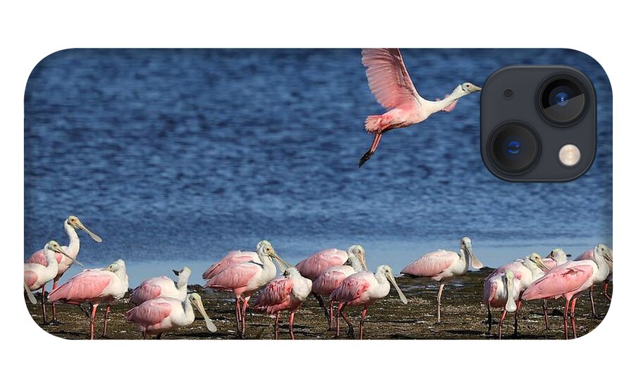 Roseate Spoonbill iPhone 13 Case featuring the photograph Roseate Spoonbills Gather Together 5 by Mingming Jiang