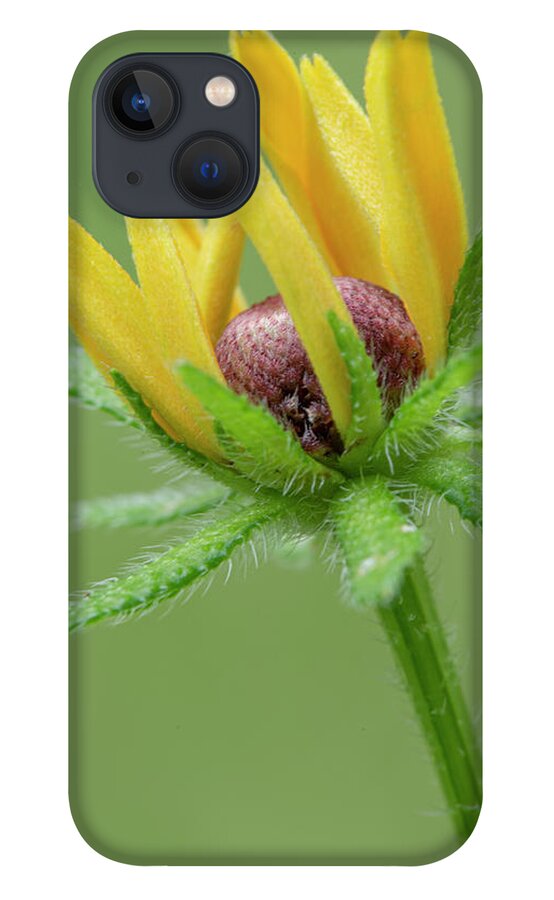 Bloom iPhone 13 Case featuring the photograph Rudbekia Opening by Phil And Karen Rispin