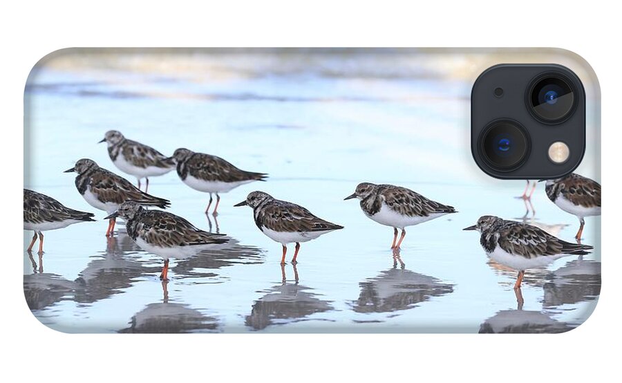 Ruddy Turnstones iPhone 13 Case featuring the photograph Ruddy Turnstones by Mingming Jiang