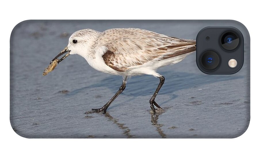 Sanderlings iPhone 13 Case featuring the photograph Sanderling by Mingming Jiang