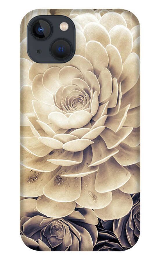 Echeveria iPhone 13 Case featuring the photograph Santa Barbara Succulent#23 by Jennifer Wright