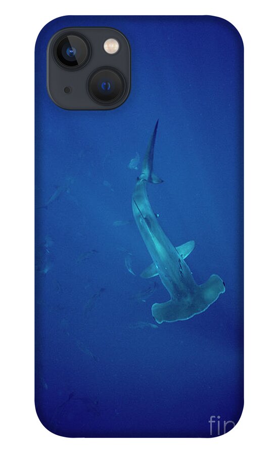 00085205 iPhone 13 Case featuring the photograph Scalloped Hammerhead by Flip Nicklin