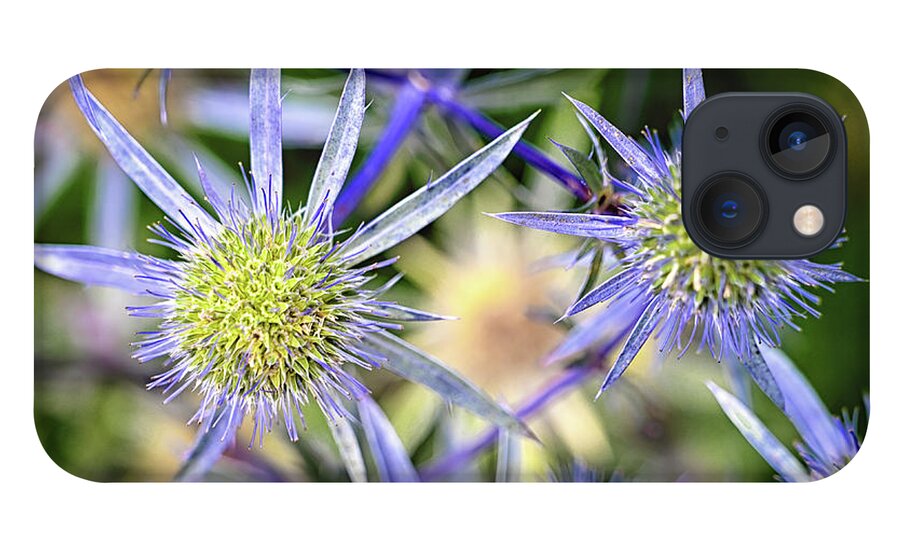 Eryngium iPhone 13 Case featuring the photograph Sea Holly by Steven Nelson