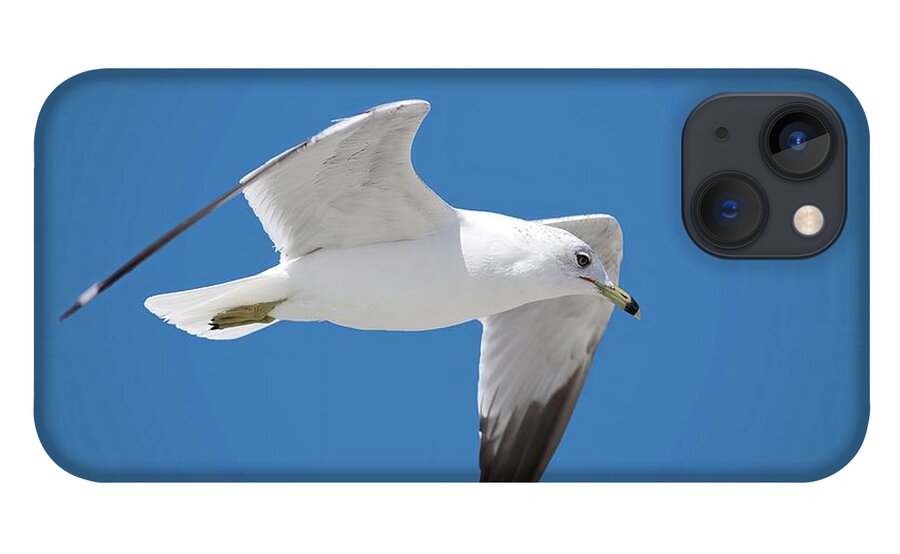 Bird iPhone 13 Case featuring the photograph Seagull over Tybee by Ludwig Keck