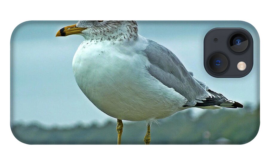 Seagull iPhone 13 Case featuring the photograph Seagull Standing On The Railing - Color by Joey OConnor Photography