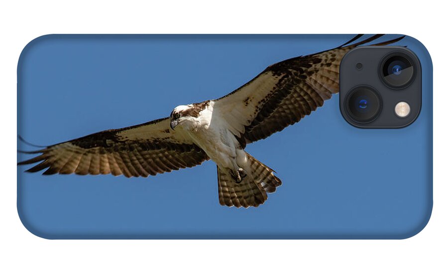 Osprey iPhone 13 Case featuring the photograph Searching by Cathy Kovarik