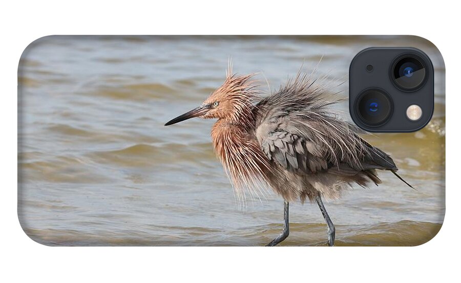 Reddish Egret iPhone 13 Case featuring the photograph Shake, Shake 3 by Mingming Jiang