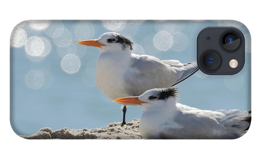 Royal Tern iPhone 13 Case featuring the photograph Shimmering Observations by RD Allen