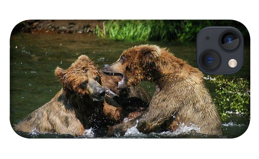 Bear iPhone 13 Case featuring the photograph Sibling feud by Ed Stokes