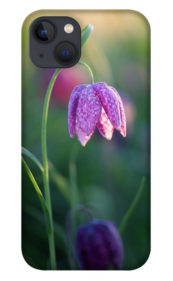 Meadow iPhone 13 Case featuring the photograph Snake's Head Fritillary by Anita Nicholson