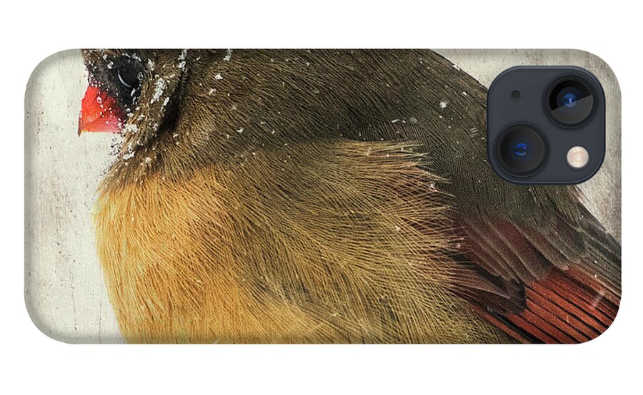 Female Northern Cardinal iPhone 13 Case featuring the photograph Snow Face -Female Northern Cardinal by Sandra Rust
