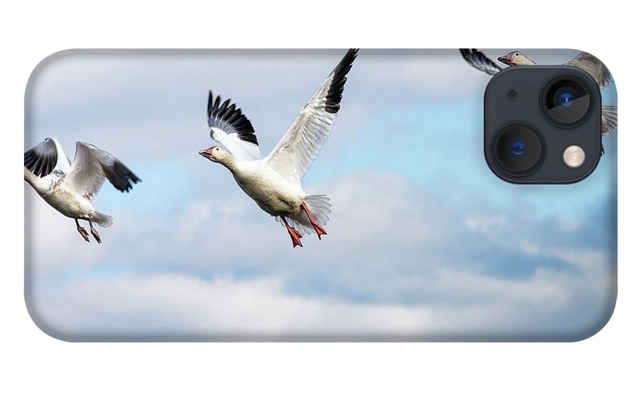 Winter iPhone 13 Case featuring the photograph Snow geese in flight by Rehna George